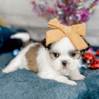 Prodm tata SHIH TZU.