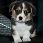 krsn a andlsk ttka Pembroke Welsh Corgi k adopci.