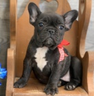 �t��ata francouzsk�ho buldo�ka k v�no�n� adopci.