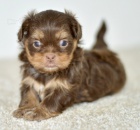 Prod�m �t��ata SHIH TZU