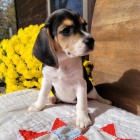 Kr�sn� trikolorn� �t��ata b�gla k dispozici a p�ipravena k adopci