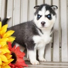 Rozko�n� sibi�sk� husky s kr�sn�ma modr�ma o�ima k adopci.