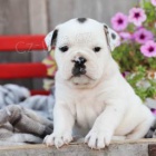 Roztomil� �t���tka jsou p�ipravena k prodeji.