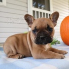 Roztomil� �t���tka jsou p�ipravena k prodeji.