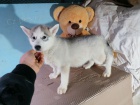 Sibi�sk� husky �t��ata