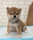 mini kr�sn� �t���tka SHIBA INU k adopci