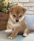 mini kr�sn� �t���tka SHIBA INU k adopci