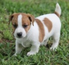 jack russell terir