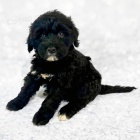 rozko�n� a kr�sn� �t���tka portugalsk�ho vodn�ho psa k adopci