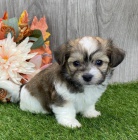 Havansk� �t��ata k adopci.