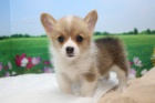 Prodm tata Pembroke Welsh Corgi.