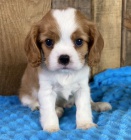 Kr�sn� a rozko�n� �t��ata kaval�r king charles �pan�l na prodej.