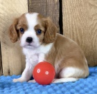 �t��ata kaval�r king charles �pan�l k adopci.