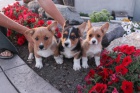 Rozko�n� �t��ata welsh corgi Pembroke.
