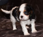 Krsn tata Kavalr King Charles Spaniel k adopci