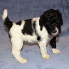 �t��ata trpasli��ho pudla k adopci.