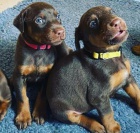 Trpasli�� pin� �ern� s p�len�m - �t��ata k adopci