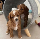 Rozko�n� �t���tka Cavapoo p�ipraven� k adopci