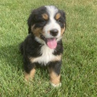 �t��ata Bernsk�ho sala�nick�ho psa k adopci.