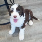 Zdrav� a o�kovan� portugalsk� vodn� pes k adopci.