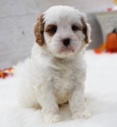 zdrav�, o�kovan� a od�erven� �t���tka mini Cavapoo k adopci