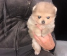 miniaturn tata pomeranian na prodej.