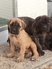 tata italsk cane Corso k dispozici