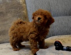 2 mini pudlov� �t���tka k adopci