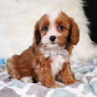 Cavapoo tata k adopci