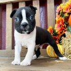 �t��ata bostonsk�ho teri�ra k adopci