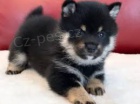 Zdrav� �t��ata Shiba Inu