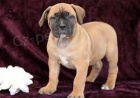 �t��ata boerboel na prodej