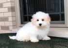 Prod�m �t��ata Coton de Tulear