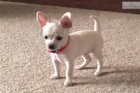 Mini Chihuahua �t��ata