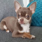 K dispozici mal� �t��ata �ivavy.