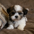 �t��ata Shih Tzu.