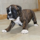 �t��ata boxera k adopci zdarma