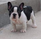 �t��ata francouzsk�ho buldo�ka k adopci zdarma.