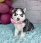 Mini sibi�sk� husky s kr�sn�ma modr�ma o�ima k adopci.
