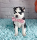 Mini sibi�sk� husky s kr�sn�ma modr�ma o�ima k adopci.