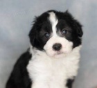 pejsek a fenka krsn ttka Aussiedoodle k adopci.