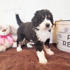 �t��ata Bernedoodle na prodej.