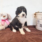 �t��ata Bernedoodle na prodej.