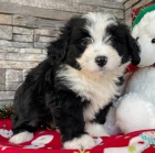 zdrav� �t��ata Bernedoodle na prodej.