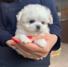 PROD�M O�KOVAN� miniaturn� �t��ata malt�z�k�.