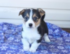 n�dhern� �t���tka welsh corgi (Pembroke) hledaj�c� v��n� domov
