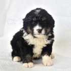 Mini Bernedoodle �t��ata.