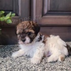 Sladk� Shih-poo �t��ata.