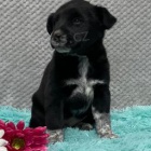 Labradorsk� retr�vr mix �t��at.