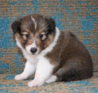 �t��ata �eltie na prodej. Proto�e jsou v�ichni zdrav� a o�kovan�. Z�skejte jeden pro svou rodinu hned te�.